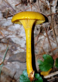 Gloioxanthomyces vitellinus
