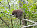 North American Porcupine - Erethizon dorsatum