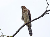 Coopers Hawk - Accipiter cooperii