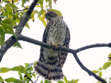 Coopers Hawk - Accipiter cooperii