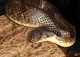 Eastern Hognose Snake - Heterodon platirhinos