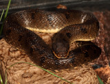 Eastern Hognose Snake - Heterodon platirhinos