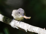 Eastern Phoebe - Sayornis phoebe