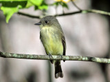 Eastern Phoebe - Sayornis phoebe