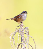 Swamp Sparrow - Melospiza georgiana