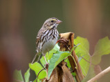 Savannah Sparrow - Passerculus sandwichensis