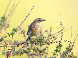 Yellow-rumped Warbler - Setophaga coronata