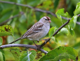 White-crowned Sparrow - Zonotrichia leucophrys (immature)