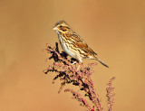 Savannah Sparrow - Passerculus sandwichensis