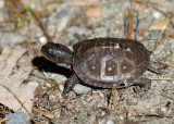 baby Eastern Box Turtle - Terrapene carolina