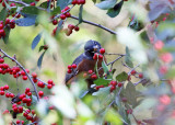 American Robin eating winterberries