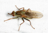 Scathophaga stercoraria