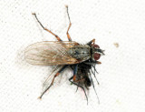 Coenosia tigrina (with prey)
