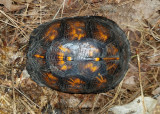 Eastern Box Turtle - Terrapene carolina