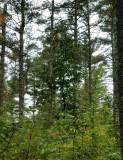 American Chestnut - Castanea dentata