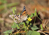 Painted Lady - Vanessa cardui