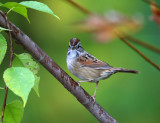 Swamp Sparrow - Melospiza georgiana