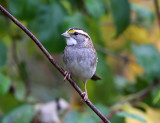 White-throated Sparrow - Zonotrichia albicollis