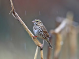 Savannah Sparrow - Passerculus sandwichensis