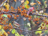 Northern Cardinal - Cardinalis cardinalis