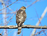 Coopers Hawk - Accipiter cooperii