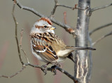 American Tree Sparrow - Spizelloides arborea