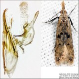 2288  Many-spotted Dichomeris Moth  Dichomeris punctipennella IMG_5205.jpg