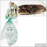 3471 – Hickory Shuckworm Moth – Cydia caryana IMG_5214.jpg