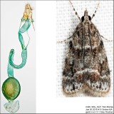 Pyralidae Moths Identified with Genitalia Pictures 4703-6075