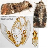9678  Variegated Midget Moth  Elaphria versicolor IMG_5231.jpg