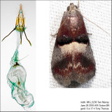 5672  Cordovan Pyralid Moth  Acrobasis exsulella IMG_5236.jpg