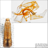  0144 – Oak Blotch Miner Moth – Tischeria quercitella IMG_5259.jpg