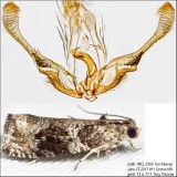 2821 – Serviceberry Leafroller Moth – Olethreutes appendiceum IMG_5360.jpg