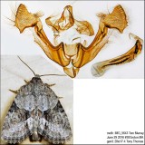 9408  Exhausted Brocade Moth  Neoligia exhausta IMG_5643.jpg