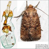10532.1  Southern Scurfy Quaker Moth  Homorthodes lindseyi IMG_5705.jpg
