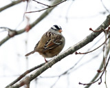 White-crowned Sparrow - Zonotrichia leucophrys