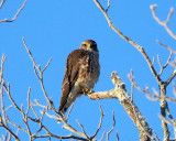 Merlin - Falco columbarius