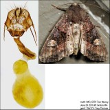 9545  American Angle Shades Moth  Euplexia benesimilis IMG_5572.jpg