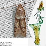 1167 – Blastobasis pulchella IMG_5597.jpg