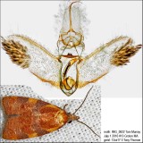 3716 – Spring Dead-leaf Roller Moth – Cenopis diluticostana IMG_5822.jpg