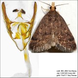 5117 – Merrick's Pyralid Moth – Loxostegopsis merrickalis IMG_5864.jpg