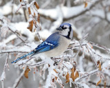 Blue Jay - Cyanocitta cristata