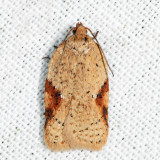 3516 – Acleris comandrana