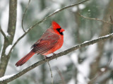 Northern Cardinal - Cardinalis cardinalis