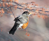 American Robin - Turdus migratorius