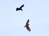 Common Raven harassing a Red-tailed Hawk