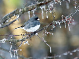 Dark-eyed Junco - Junco hyemalis