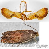 3471 - Hickory Shuckworm Moth - Cydia caryana IMG_5972.jpg