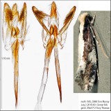 0416 – Skunkback Monopis Moth – Monopis dorsistrigella IMG_5988.jpg