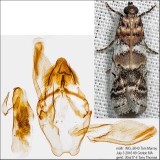 5651 - Leaf Crumpler Moth - Acrobasis indigenella IMG_6040.jpg